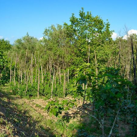 Benvenuti Nel Sud Bed & Breakfast Sessa Cilento Екстериор снимка