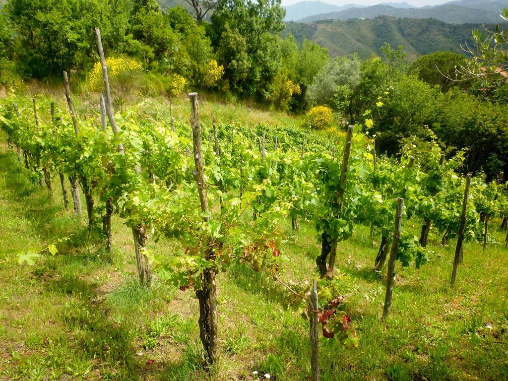 Benvenuti Nel Sud Bed & Breakfast Sessa Cilento Екстериор снимка